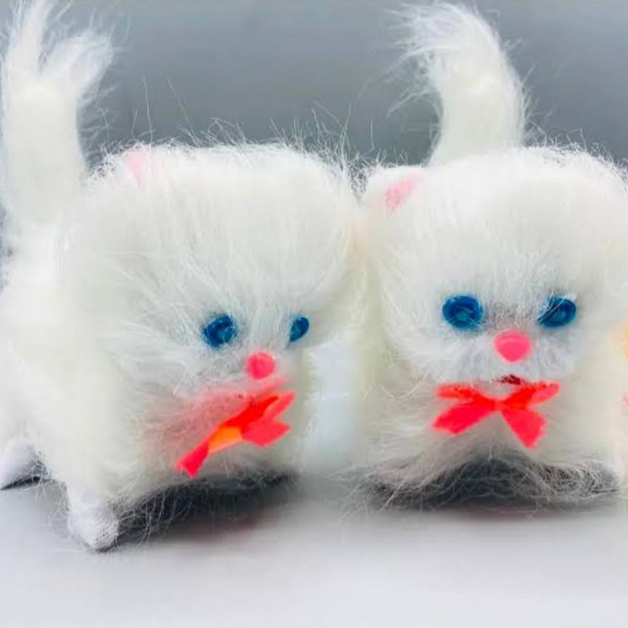 Cute Parsian Cat
