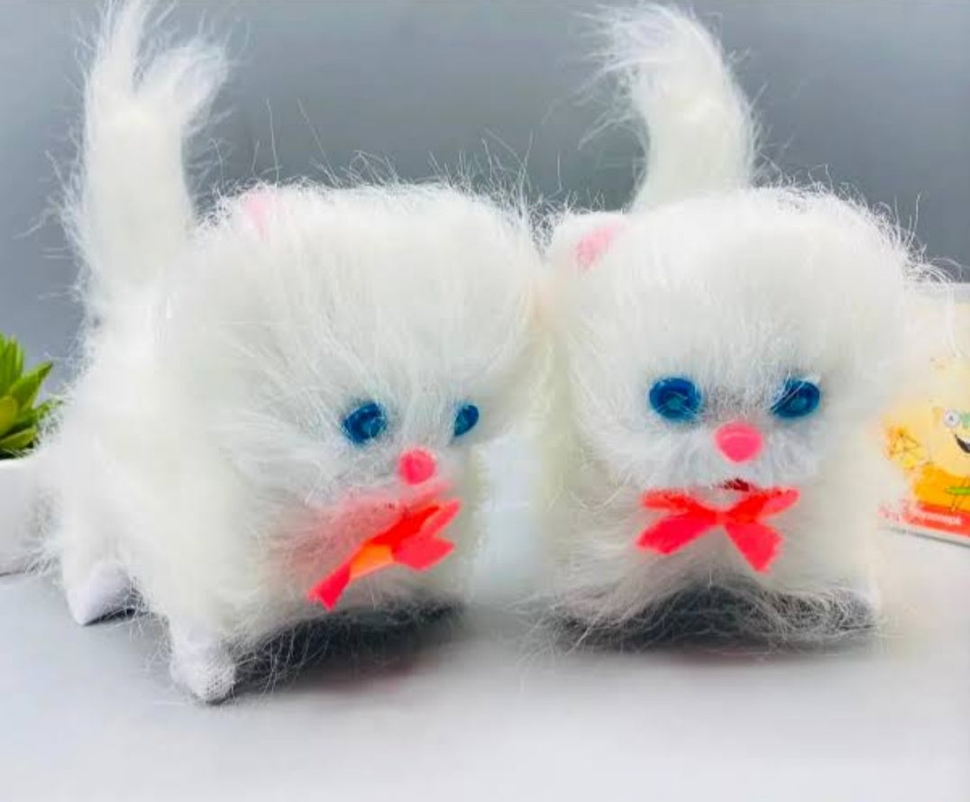 Cute Parsian Cat